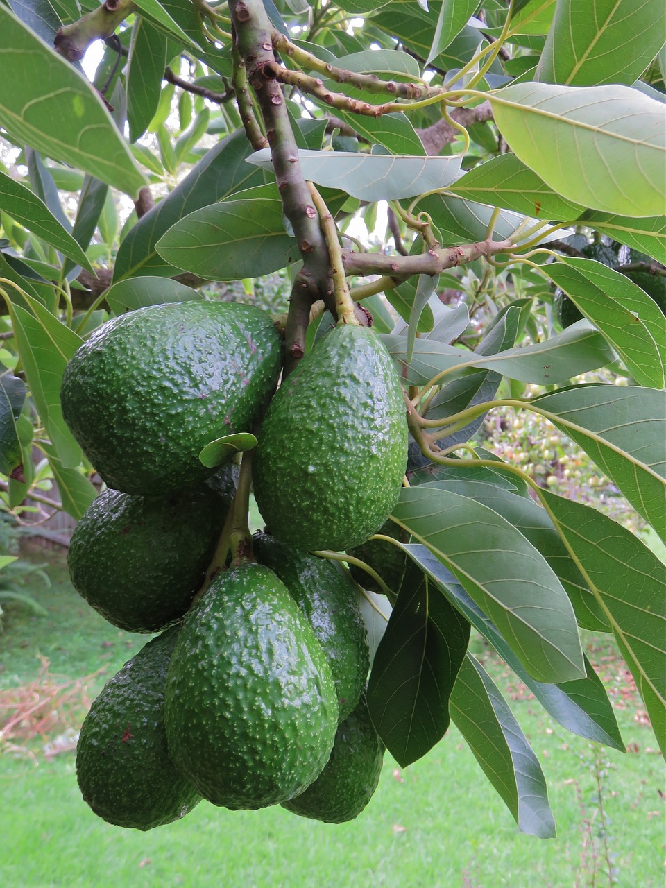 avocado, avocado fruit, fruit-1304022.jpg